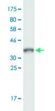 Monoclonal Anti-ARL9 antibody produced in mouse clone 7A2, ascites fluid, solution