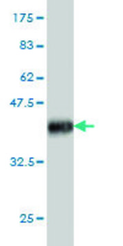 Monoclonal Anti-IL6R antibody produced in mouse clone 2G6, purified immunoglobulin, buffered aqueous solution