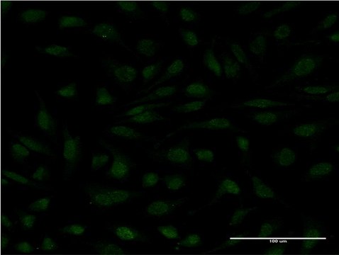 Monoclonal Anti-MYCBP, (C-terminal) antibody produced in mouse clone 1F10, purified immunoglobulin, buffered aqueous solution