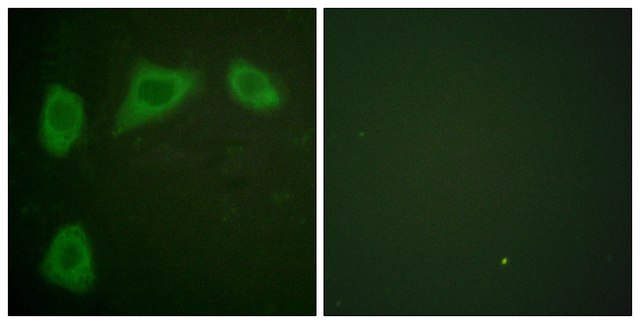 Anti-Caveolin-1 antibody produced in rabbit affinity isolated antibody