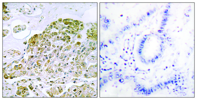 抗-TFEB 兔抗 affinity isolated antibody