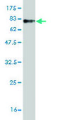 Monoclonal Anti-ZWILCH antibody produced in mouse clone 1C9, purified immunoglobulin, buffered aqueous solution