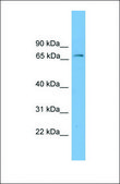 Anti-FBXW7 antibody produced in rabbit affinity isolated antibody