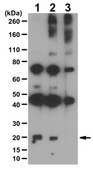 Anti-phospho BAD Antibody (Ser155) from rabbit, purified by affinity chromatography