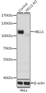 Anti-HELLS antibody produced in rabbit