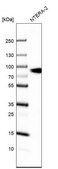 Anti-SLCO1A2 antibody produced in rabbit Prestige Antibodies® Powered by Atlas Antibodies, affinity isolated antibody