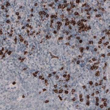 Monoclonal Anti-CD8A antibody produced in mouse Prestige Antibodies&#174; Powered by Atlas Antibodies, clone CL1529, purified immunoglobulin, buffered aqueous glycerol solution