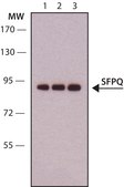 Anti-SFPQ antibody, Mouse monoclonal clone FC23, purified from hybridoma cell culture
