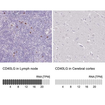 Anti-CD40LG antibody produced in rabbit Prestige Antibodies&#174; Powered by Atlas Antibodies, affinity isolated antibody, buffered aqueous glycerol solution