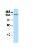 Anti-SMC1A antibody produced in rabbit affinity isolated antibody