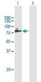 Anti-SIRPA antibody produced in mouse purified immunoglobulin, buffered aqueous solution