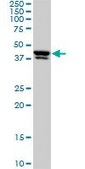 Monoclonal Anti-USF2 antibody produced in mouse clone 5E9, purified immunoglobulin, buffered aqueous solution