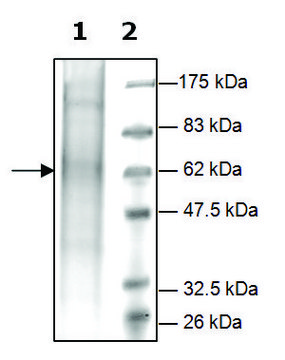 PrCP active human recombinant, expressed in FreeStyle&#8482; 293-F cells, &#8805;15% (SDS-PAGE)