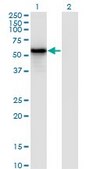 Monoclonal Anti-IRF3 antibody produced in mouse clone 3C8, purified immunoglobulin, buffered aqueous solution