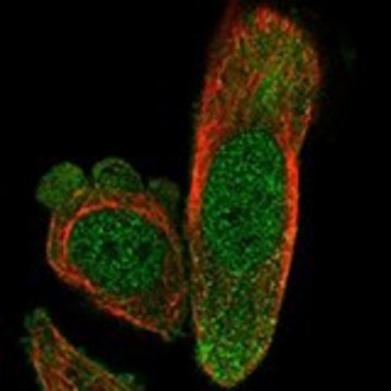 Anti-EXOSC4 antibody produced in rabbit Prestige Antibodies&#174; Powered by Atlas Antibodies, affinity isolated antibody, buffered aqueous glycerol solution