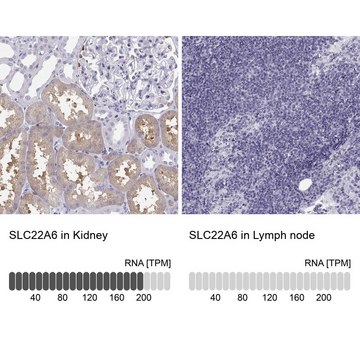 Anti-SLC22A6 Prestige Antibodies&#174; Powered by Atlas Antibodies, affinity isolated antibody