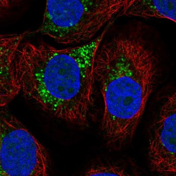 Anti-LAPTM4A antibody produced in rabbit Prestige Antibodies&#174; Powered by Atlas Antibodies, affinity isolated antibody