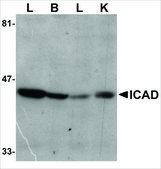 Anti-ICAD antibody produced in rabbit affinity isolated antibody, buffered aqueous solution