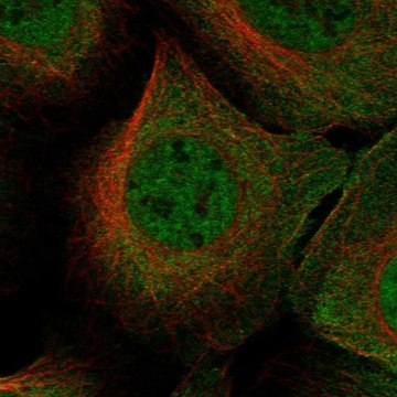 Anti-Snupn Antibody Produced In Rabbit Prestige Antibodies&#174; Powered by Atlas Antibodies, affinity isolated antibody, buffered aqueous glycerol solution