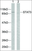 Anti-STAT3 (Ab-705) antibody produced in rabbit affinity isolated antibody