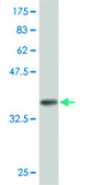 Monoclonal Anti-GSTZ1 antibody produced in mouse clone 1G12, purified immunoglobulin, buffered aqueous solution