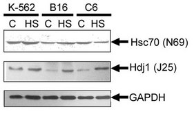 Anti-DNAJB1/Hdj1 Antibody, clone J25 clone J25, from mouse