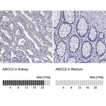 Anti-ABCC2 antibody produced in rabbit Prestige Antibodies&#174; Powered by Atlas Antibodies, affinity isolated antibody, buffered aqueous glycerol solution