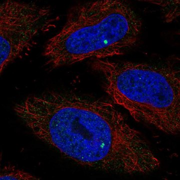 Anti-RIBC1 antibody produced in rabbit Prestige Antibodies&#174; Powered by Atlas Antibodies, affinity isolated antibody