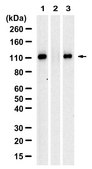 Anti-phospho-ULK1-Ser757 Antibody, clone 5L18 ZooMAb® Rabbit Monoclonal recombinant, expressed in HEK 293 cells