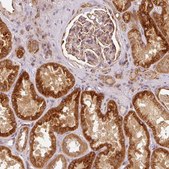 Anti-MTHFD1L antibody produced in rabbit Prestige Antibodies® Powered by Atlas Antibodies, affinity isolated antibody, buffered aqueous glycerol solution