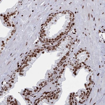 Anti-PCDHB11 antibody produced in rabbit Prestige Antibodies&#174; Powered by Atlas Antibodies, affinity isolated antibody, buffered aqueous glycerol solution