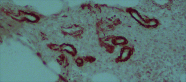 抗小鼠IgG（全分子）-过氧化物酶 兔抗 IgG fraction of antiserum, buffered aqueous solution