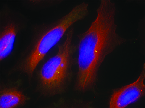 Anti-SYT1 (Ab-309) antibody produced in rabbit affinity isolated antibody