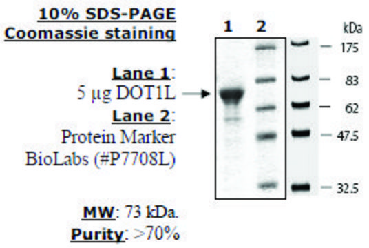 Dot1L human recombinant, expressed in E. coli, &#8805;70% (SDS-PAGE)