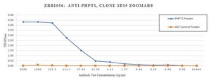Anti-PHPT1 Antibody, clone 1D19 ZooMAb® Rabbit Monoclonal recombinant, expressed in HEK 293 cells