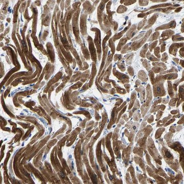 Anti-AGK antibody produced in rabbit Prestige Antibodies&#174; Powered by Atlas Antibodies, affinity isolated antibody, buffered aqueous glycerol solution