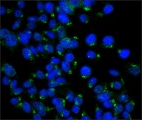Anti-COG1 (C-TERMINAL) antibody produced in rabbit ~1.0 mg/mL, affinity isolated antibody