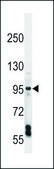 ANTI-EXOC3L (C-TERM) antibody produced in rabbit IgG fraction of antiserum, buffered aqueous solution