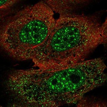 Anti-FOXJ3 antibody produced in rabbit Prestige Antibodies&#174; Powered by Atlas Antibodies, affinity isolated antibody