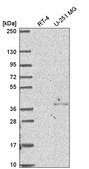 Anti-NSL1 antibody produced in rabbit Prestige Antibodies® Powered by Atlas Antibodies, affinity isolated antibody