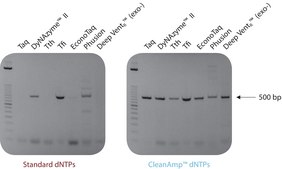 CleanAmp™ dNTP Modified dNTP set for hot-start PCR, 2 μmol of each dNTP