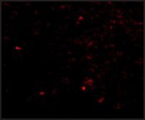 Anti-NIPSNAP (ab1) antibody produced in rabbit affinity isolated antibody, buffered aqueous solution