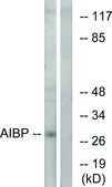 Anti-AIBP antibody produced in rabbit affinity isolated antibody