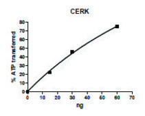 Ceramide Kinase FLAG tag active human recombinant, expressed in baculovirus infected Sf9 cells, ≥40% (SDS-PAGE)