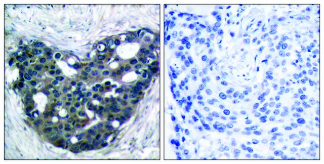 Anti-p56 DOK-3 antibody produced in rabbit affinity isolated antibody