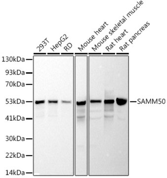 Anti-SAMM50 Antibody, clone 10E4G1, Rabbit Monoclonal