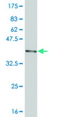 Monoclonal Anti-DNMBP antibody produced in mouse clone 3H7, purified immunoglobulin, buffered aqueous solution