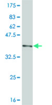 Monoclonal Anti-DNMBP antibody produced in mouse clone 3H7, purified immunoglobulin, buffered aqueous solution