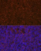 Anti-CD27 antibody produced in rabbit