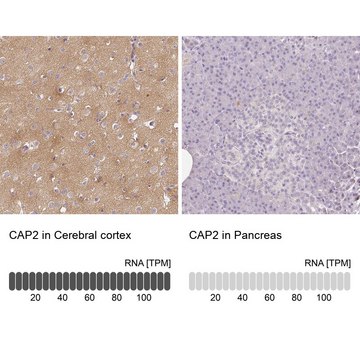 Anti-CAP2 antibody produced in rabbit Prestige Antibodies&#174; Powered by Atlas Antibodies, affinity isolated antibody, buffered aqueous glycerol solution